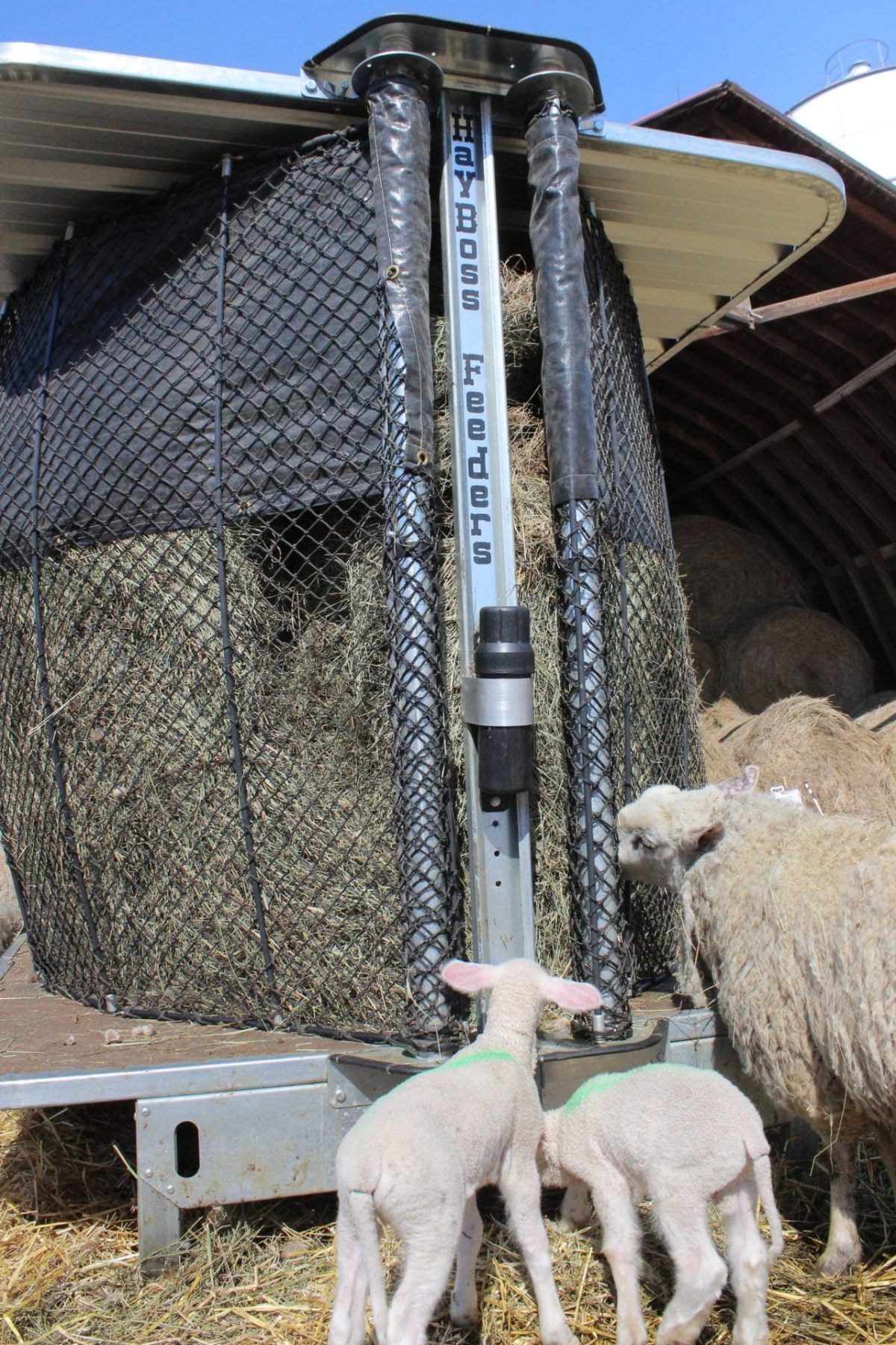 All Your Hay Feeder Questions Answered HayBoss Feesders