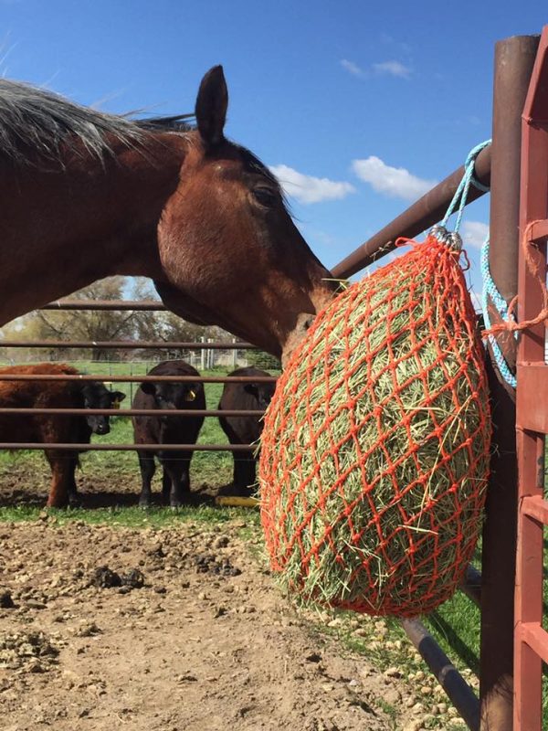 hay bag feeder