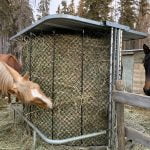 a hungry horse having food from hayboss feeders