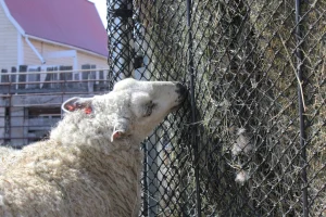 Goat & Sheeps Diet