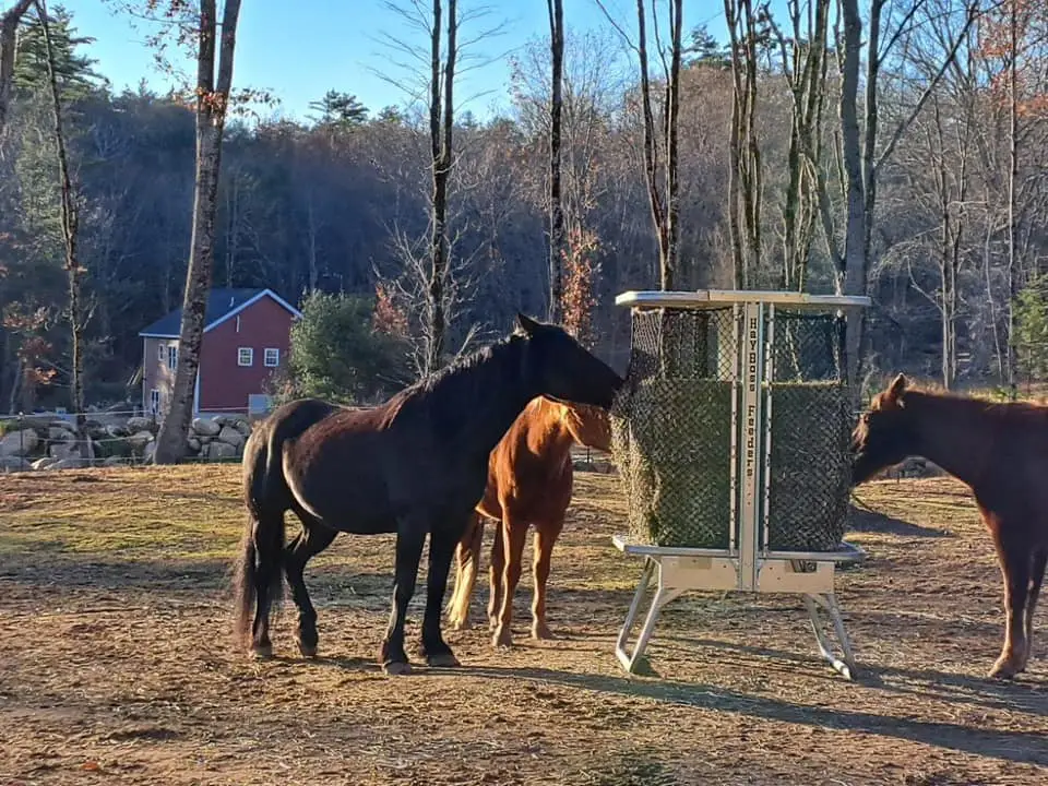 horses are eating from round bale feeder