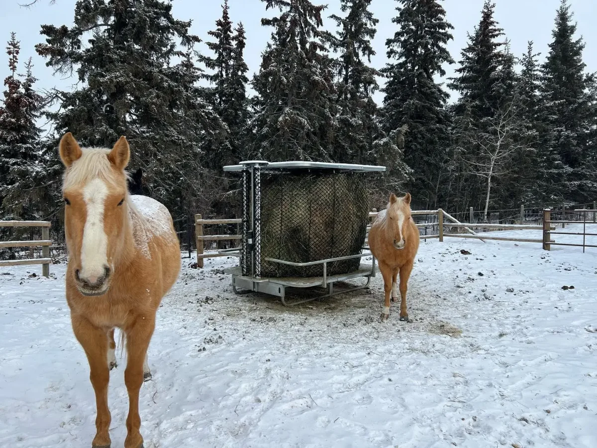 Two horses are fed at the round bale feeder