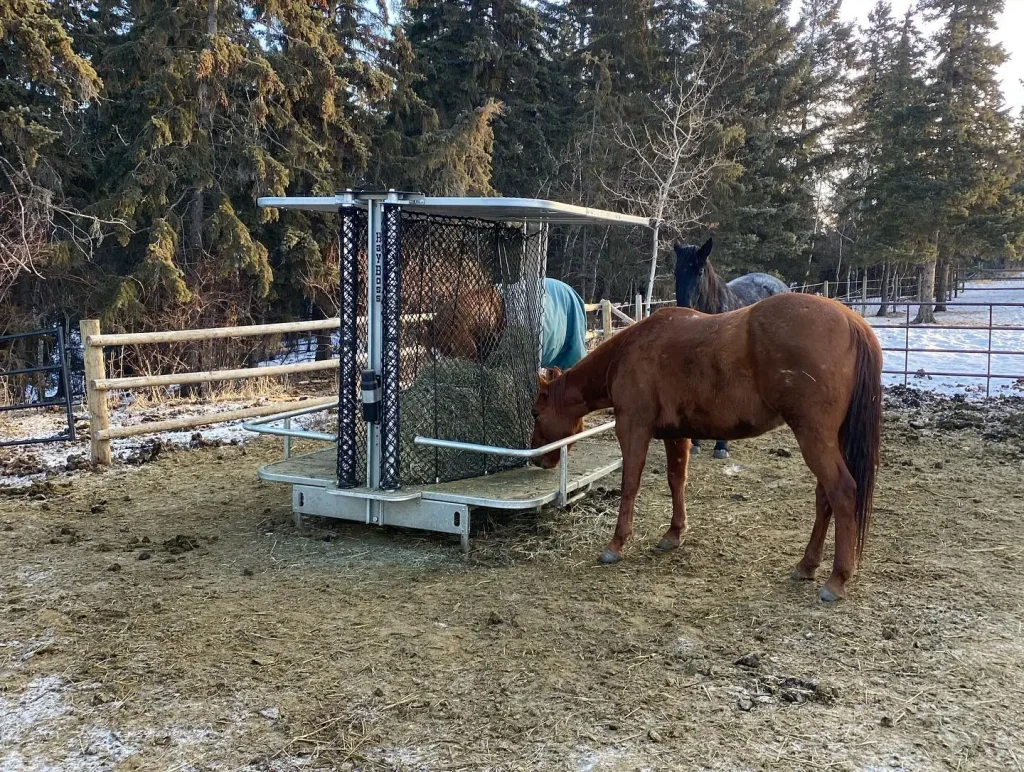Two horses are eating from the round bale feeder