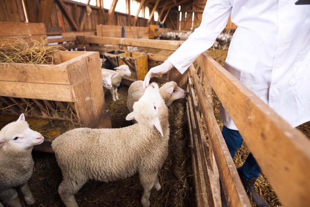 Sheep Farming Guide to Success 