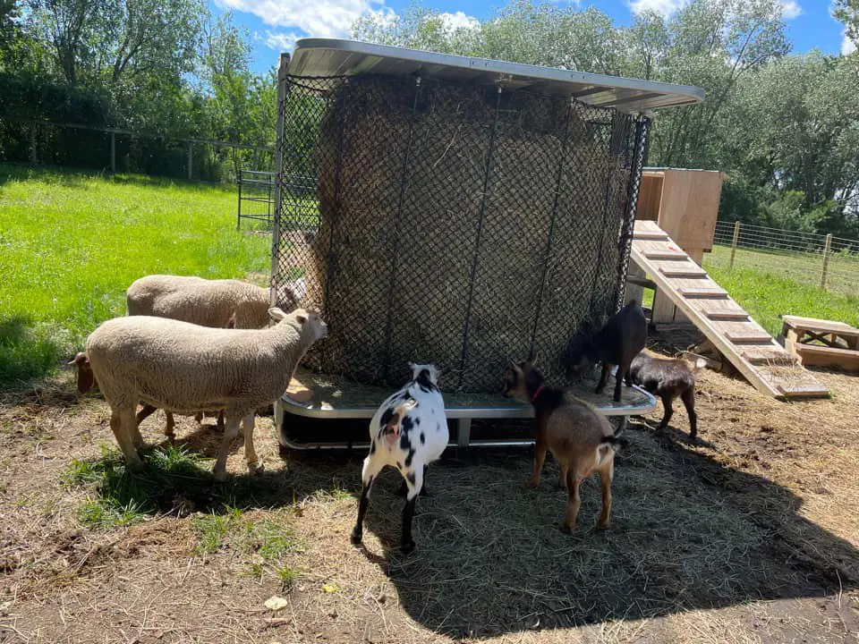 5 goats and sheeps are having foods from hay feeder