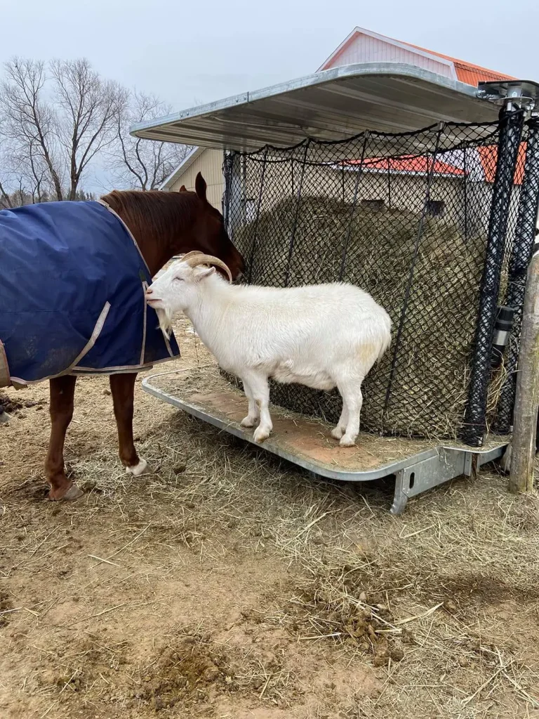 a white goat and a cow are standing in front of a Hay feeder