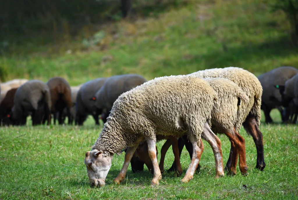 beautiful sheep are grazing on grass