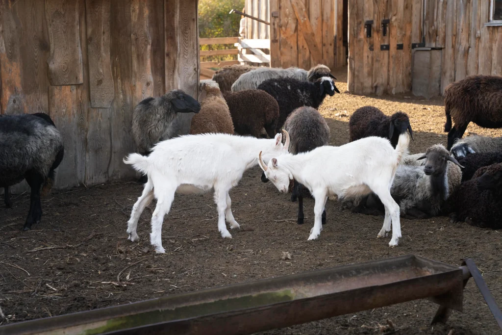 two white goats are fighting while the other breeds are lying down