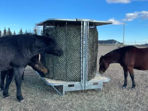 Selecting-the-Perfect-Hay-Feeder-in-2024