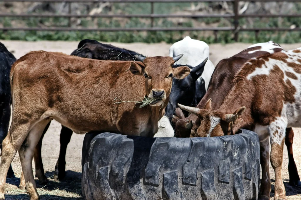 Hay Feeding Strategies