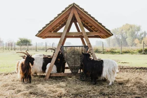 basic hay feeder