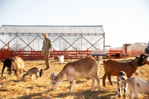 Natural-Grazing-Over-Gorging-for-Happier-Livestock-scaled