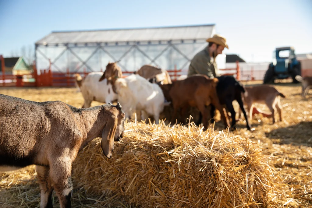 young-farmer-spending-time-with-his-goats-farm-scaled