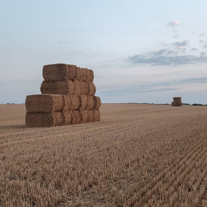 Hay harvested